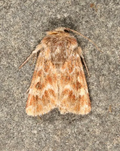 Leadplant Flower Moth