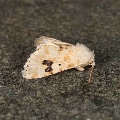 Goldenrod Flower Moth