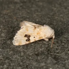 Goldenrod Flower Moth thumbnail 1