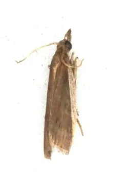 Rosy Peoria Moth thumbnail 2