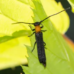 Raspberry Cane Borer thumbnail 4