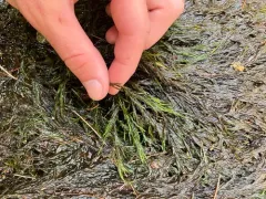 Fontinalis sphagnifolia thumbnail 1