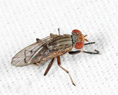 Pherbellia similis