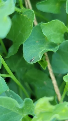 Bactericera maculipennis