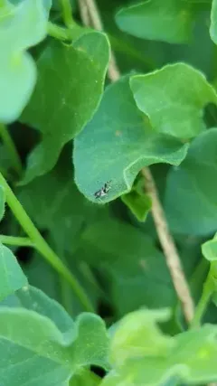 Bactericera maculipennis thumbnail 1