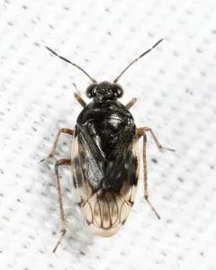pale shore bug thumbnail 4