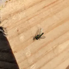 Condylostylus calcaratus thumbnail 2