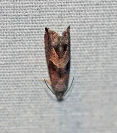 Canadian Sonia Moth thumbnail 2
