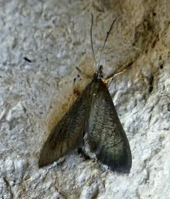 Pyrausta demantrialis thumbnail 4