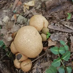 Parasitic Bolete thumbnail 4