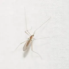 Erioptera septemtrionis thumbnail 2