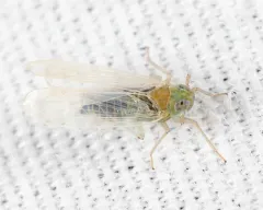Chloriona sicula thumbnail 3