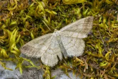 Scopula siccata thumbnail 3