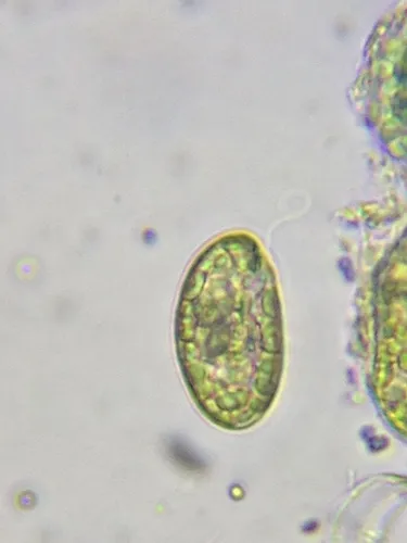 Cryptomonas ovata