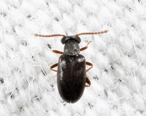 Vanonus piceus