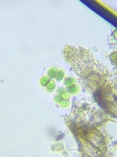 Chroococcus minutus