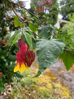 Trailing abutilon thumbnail 3
