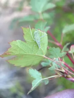 Sage Tree Cricket thumbnail 2