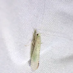 Radiant Long-horned Caddisfly thumbnail 3