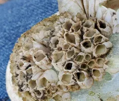 Wrinkled Barnacle thumbnail 3