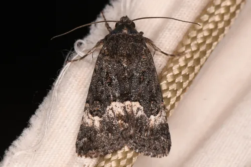 Sympistis aterrima