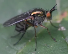 Dolichopus crenatus thumbnail 2