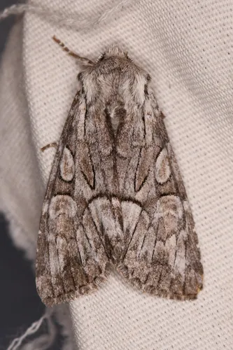Eremobina unicincta