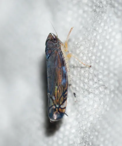 Scaphoideus atlantus