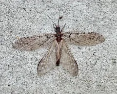 Neohermes californicus thumbnail 2