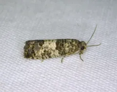 Larch-bud Moth thumbnail 3