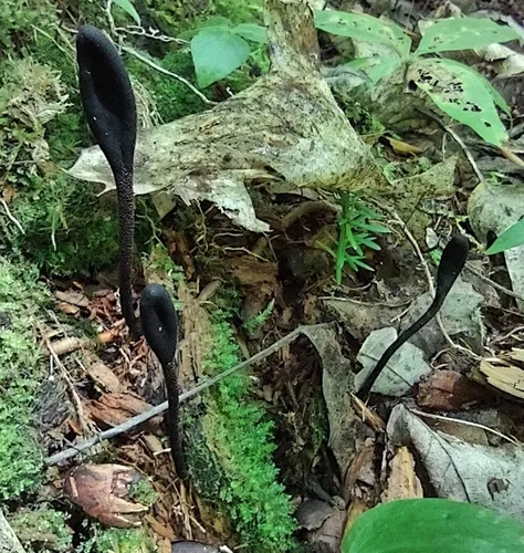 Common Black Earth Tongue