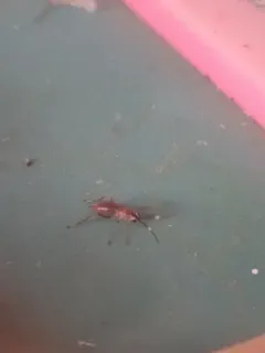 Pachysomoides fulvus thumbnail 2