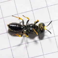 Ectemnius lapidarius thumbnail 4