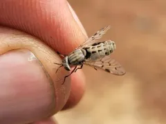 Silvius quadrivittatus thumbnail 3