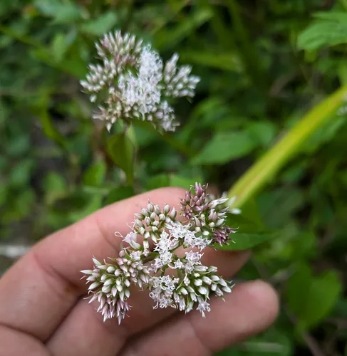climbing hempvine