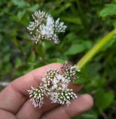 climbing hempvine thumbnail 1