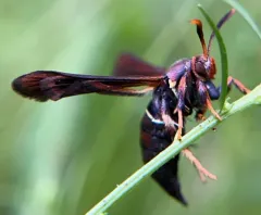 Lesser Grape Root Borer Moth thumbnail 1