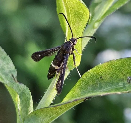 Boneset Borer Moth