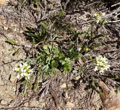 Fendler's pennycress thumbnail 3