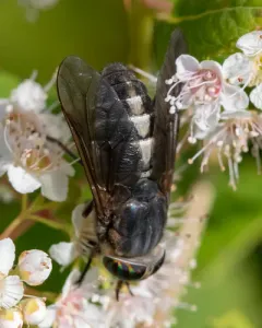 White-arrowed Horse Fly thumbnail 4