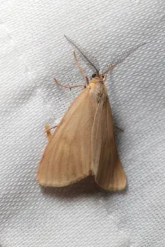 California Oak Moth thumbnail 3