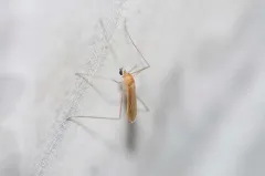 Erioptera megophthalma thumbnail 4
