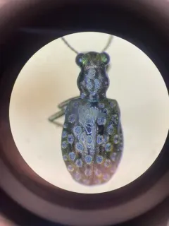 Elaphrus americanus thumbnail 2