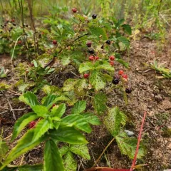 Iron River Dewberry thumbnail 2