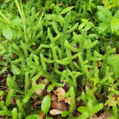arctic stag's-horn clubmoss thumbnail 4