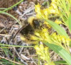 McKay's Western Bumble Bee thumbnail 4