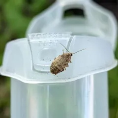 Locust Seed Beetle thumbnail 2