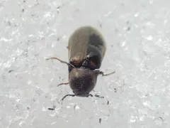 Decorated Click Beetle thumbnail 4