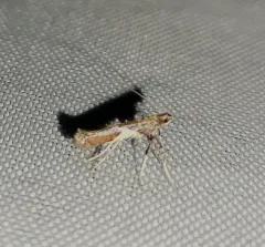 Willow Leafcone Caterpillar Moth thumbnail 3