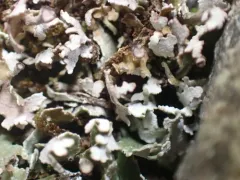 Large-leaved Cladonia thumbnail 3